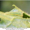pieris rapae larva2